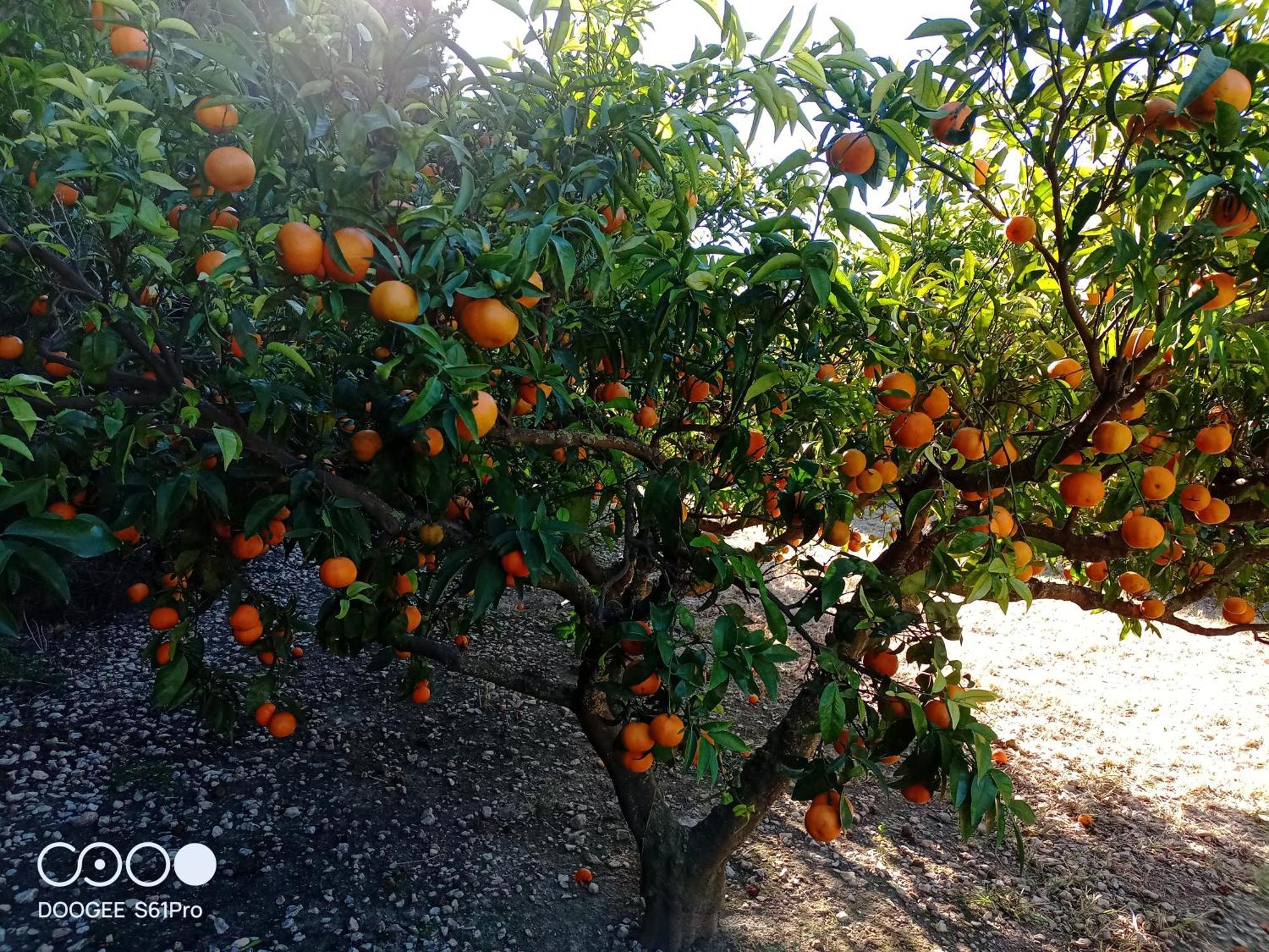 Casa Rural Complex Masia Del Tremendo Y Agroturismo Camarles 외부 사진